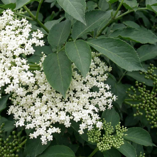 Sambucus nigra - Elder
