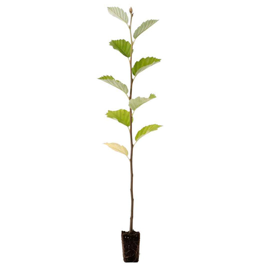 Sorbus aria - Whitebeam (Cell Grown)
