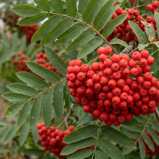 Sorbus aucuparia - Rowan