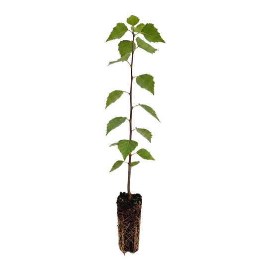 Sorbus torminalis - Wild Service Tree (Cell Grown)