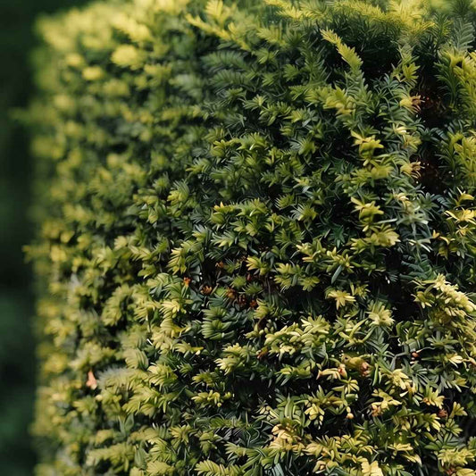 Taxus baccata - Yew (Potted)
