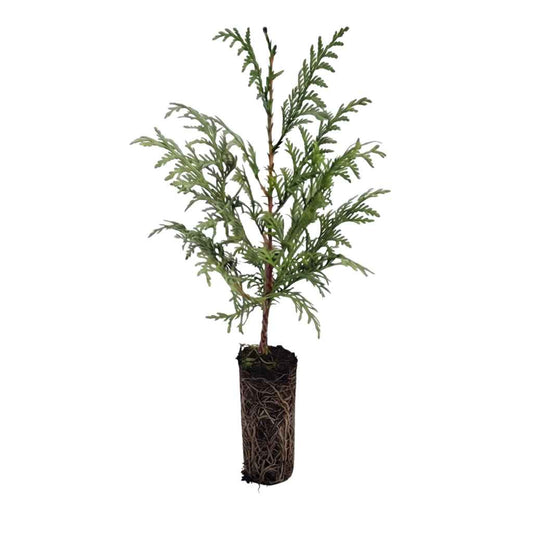 Thuja plicata - Western Red Cedar (Cell Grown)