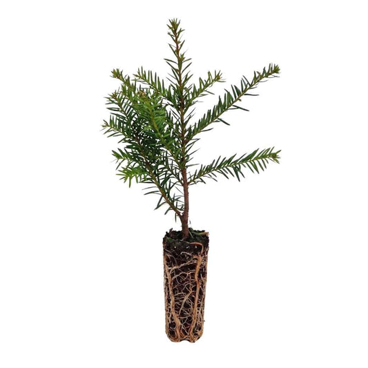 Taxus baccata - Yew (Cell Grown)