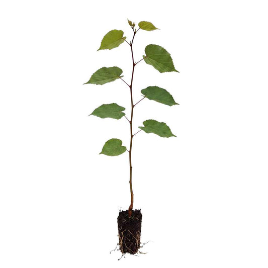 Tilia cordata - Small Leaved Lime (Cell Grown)