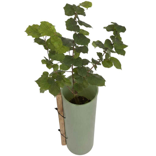 Tubex Shrub Guard