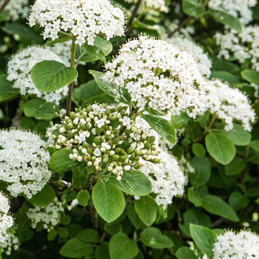 Viburnum lantana - Wayfaring Tree