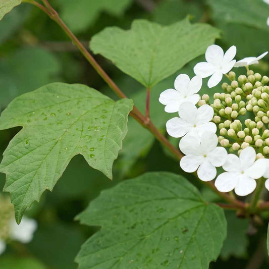 Viburnum opulus - Guelder Rose