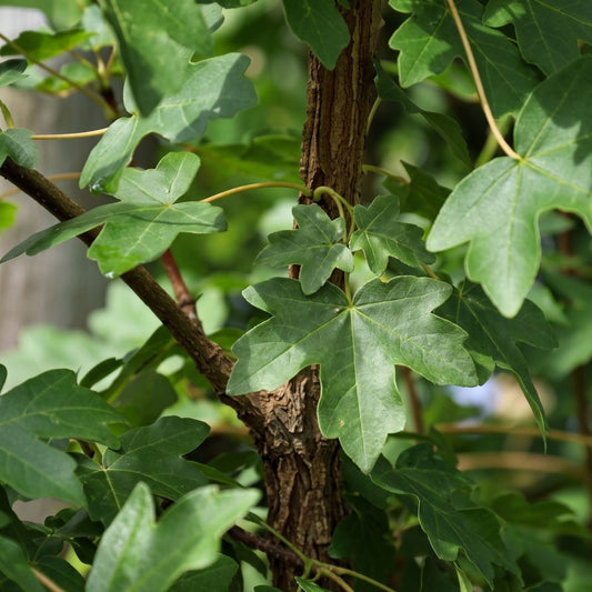 Acer campestre - Field Maple